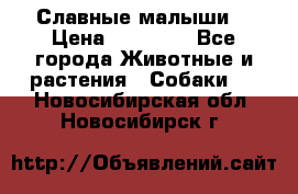 Славные малыши! › Цена ­ 10 000 - Все города Животные и растения » Собаки   . Новосибирская обл.,Новосибирск г.